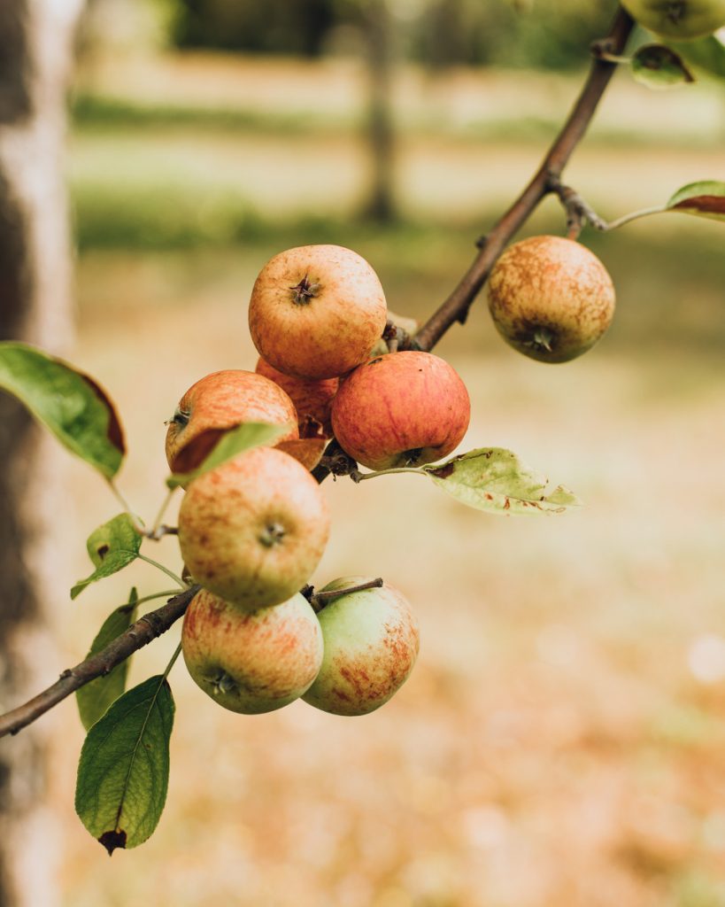 Pommier du Pays d'auge