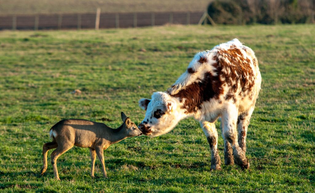 vache et biche
