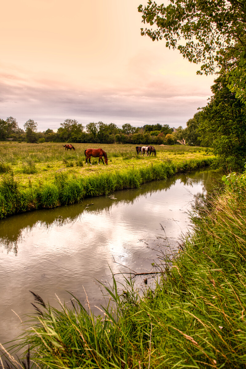 Cheval et marais