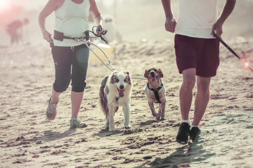 Chien à la plage