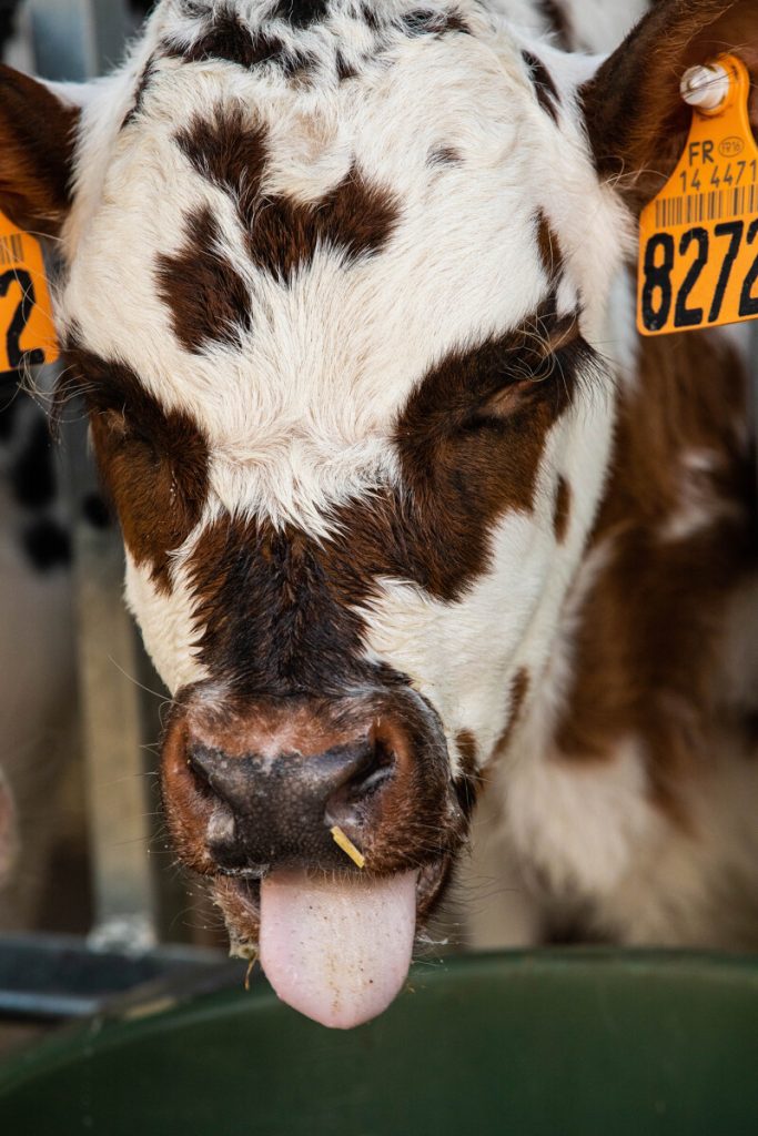 veau ferme de l'oraille