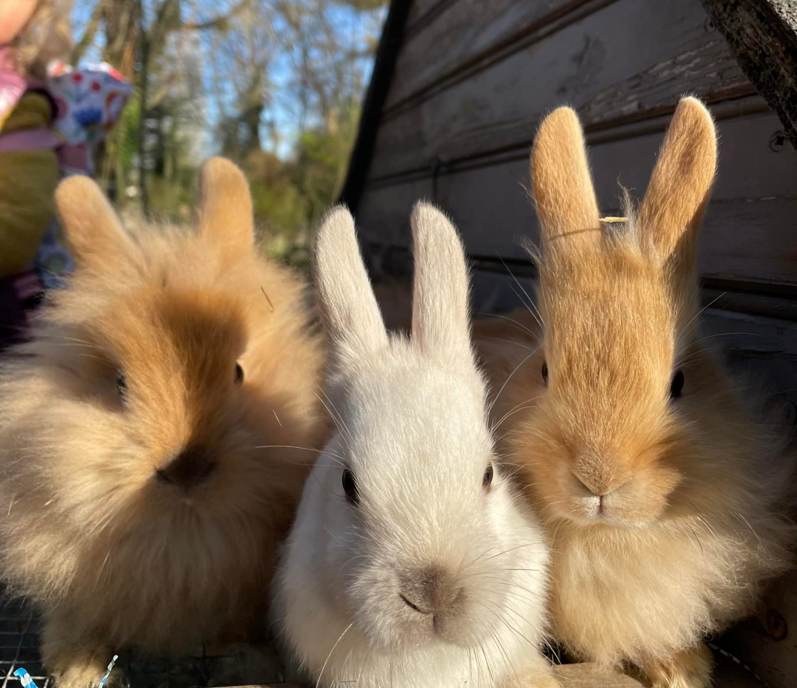 Le Domaine de Ouezy (educational farm)
