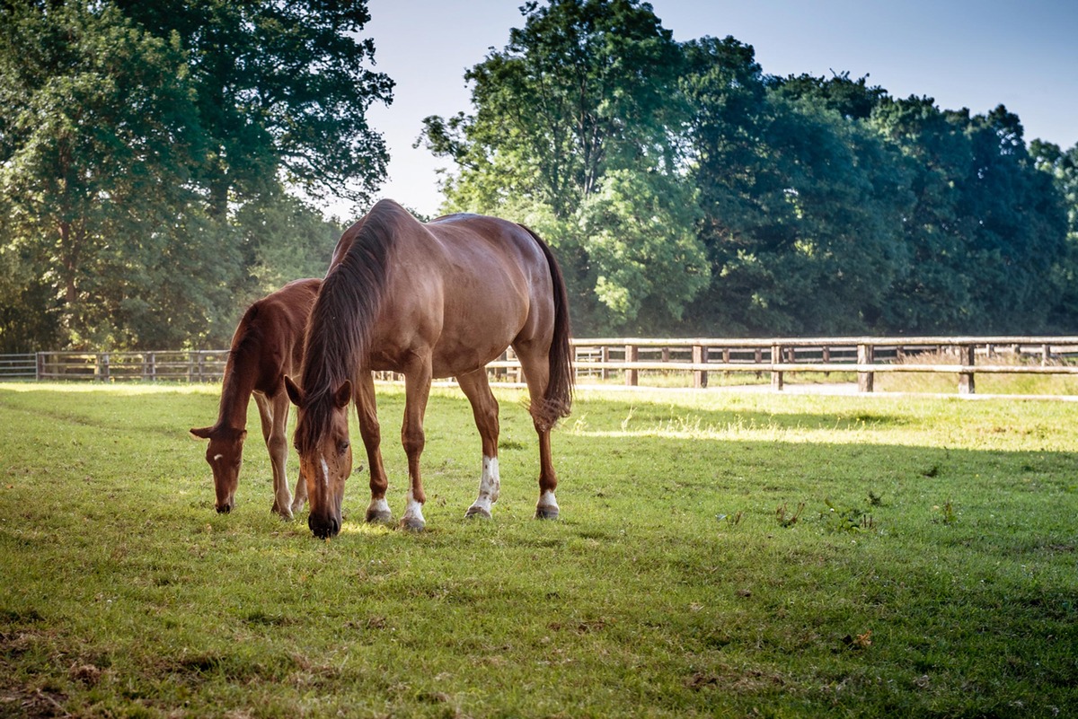 Herrenhaus Haras de Sens