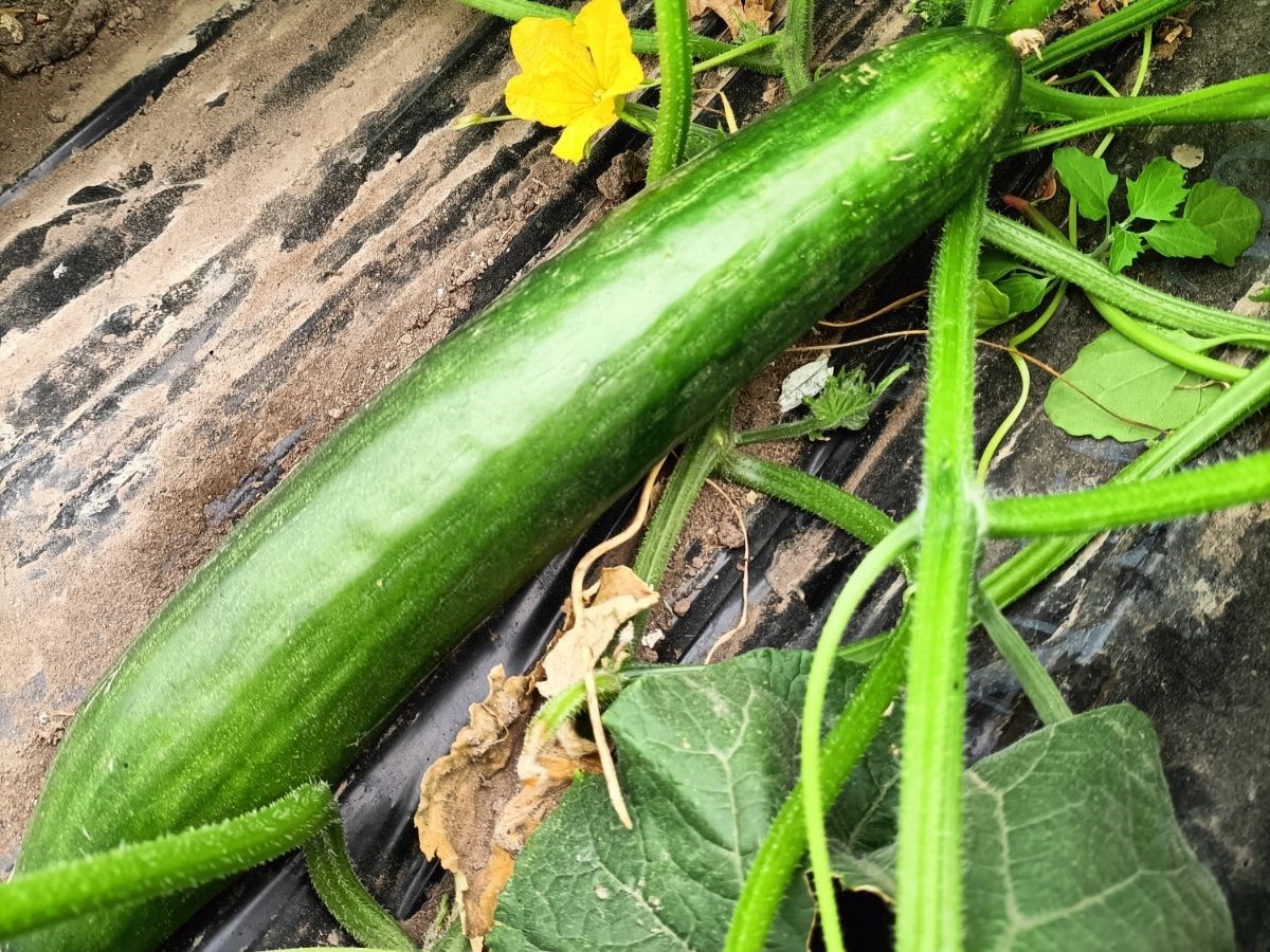 La Ferme du Hôme (farm products)
