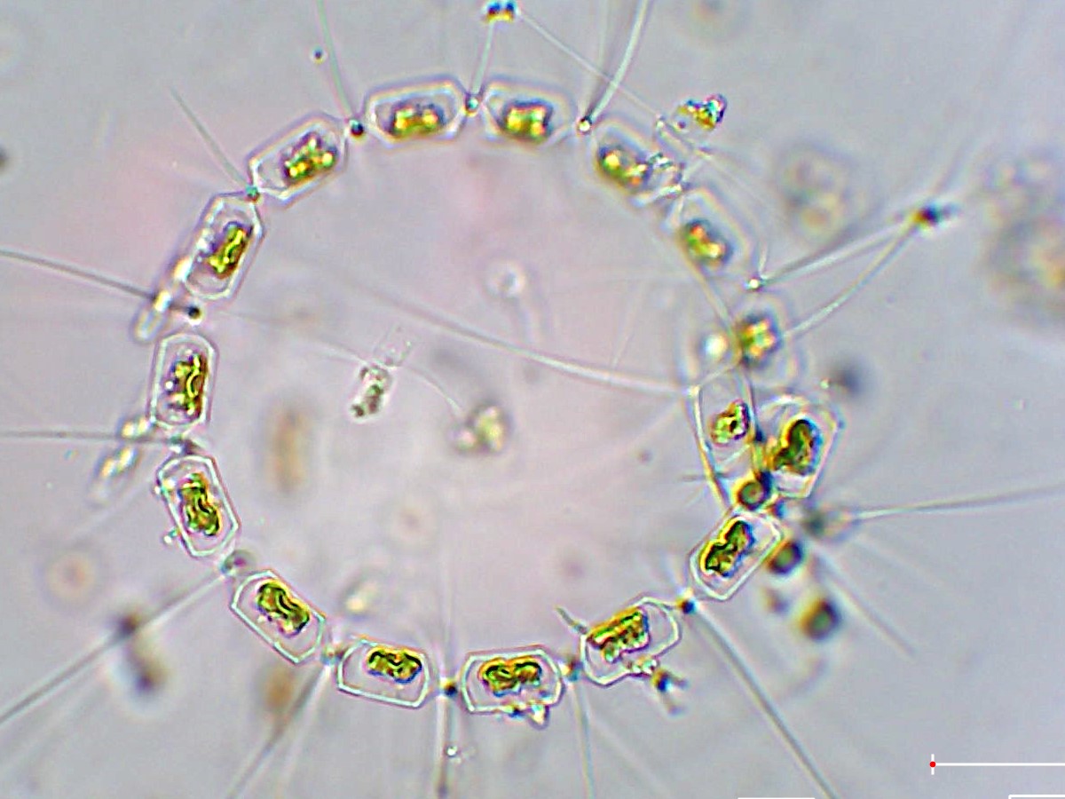 Kajaktocht om het plankton van de monding van de Orne te ontdekken