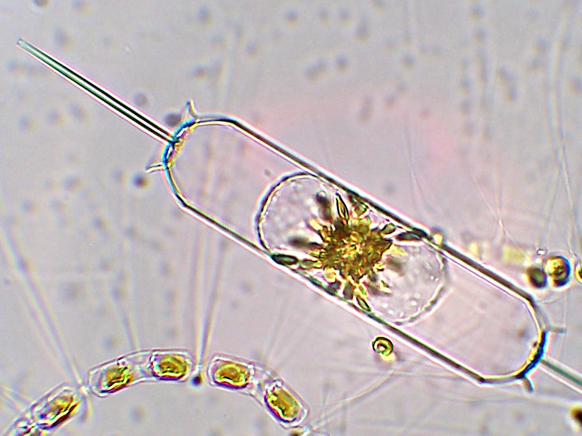 Kayak trip to discover the plankton of the Orne estuary