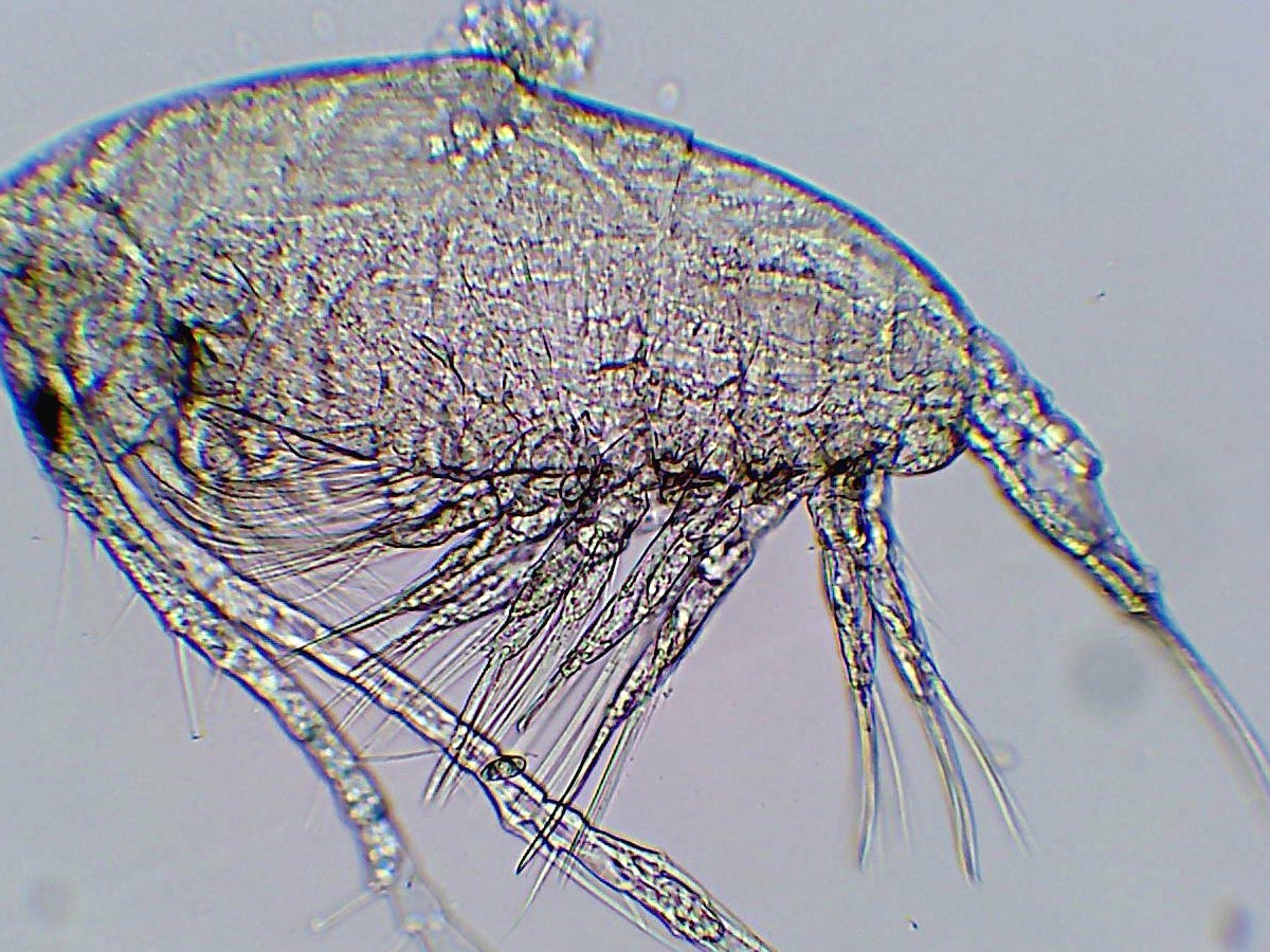 Kajaktour, um das Plankton der Orne-Mündung zu entdecken