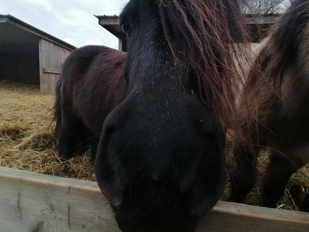 Herouvillette stable