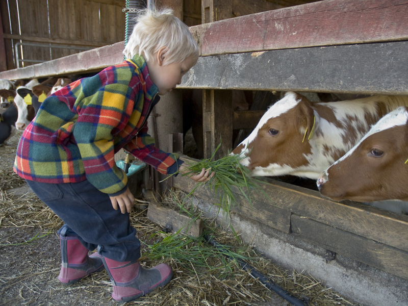 La ferme pédagogique du Lieu Roussel à DOUVILLE-EN-AUGE - NCPA