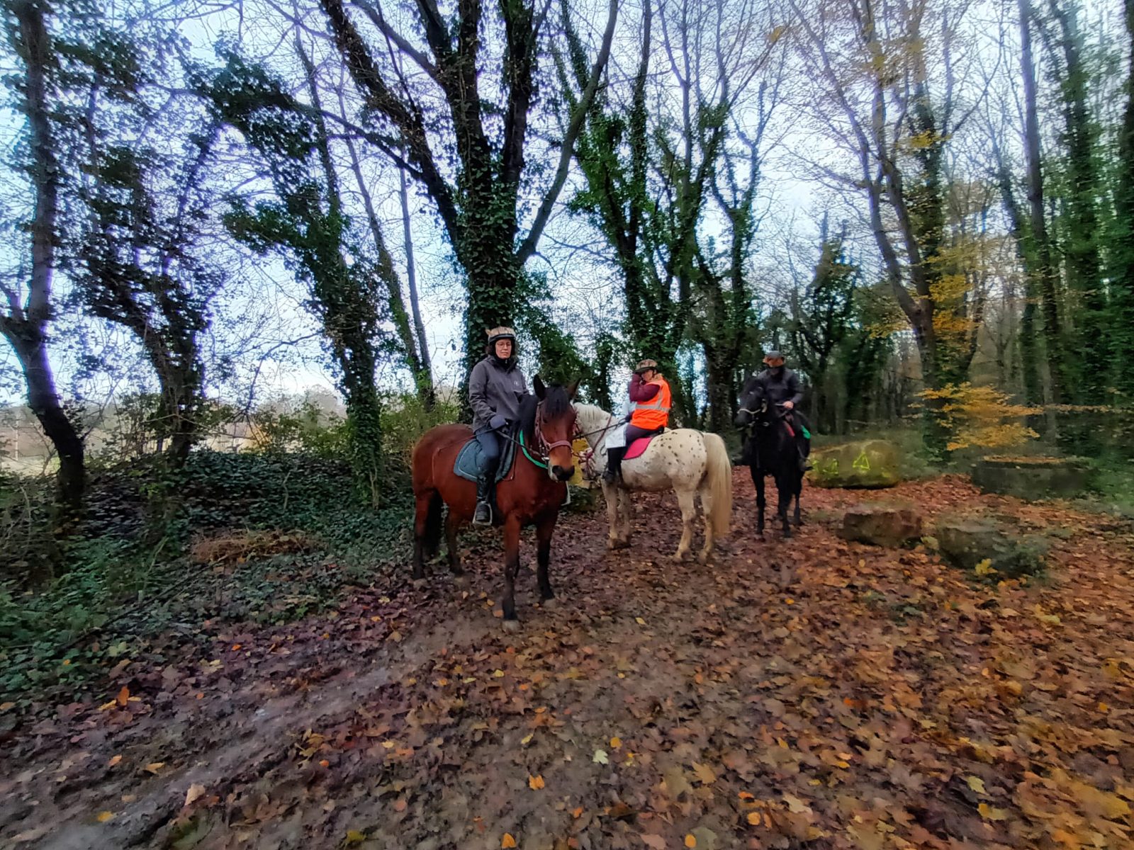 Herouvillette stable